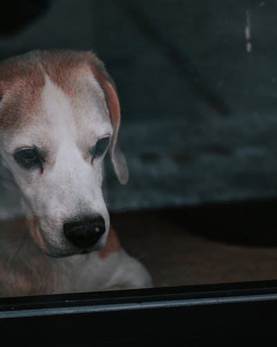 Воет дома одна — соседи уже стучат в стену