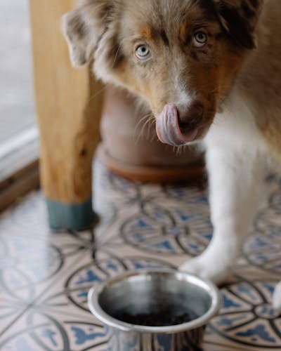 Рычит у миски — боишься протянуть руку