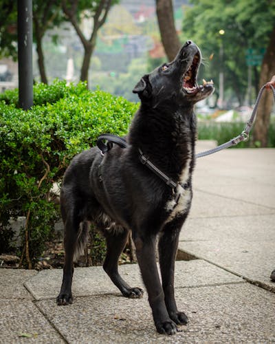 Бросается на собак — стыдно выходить на прогулку